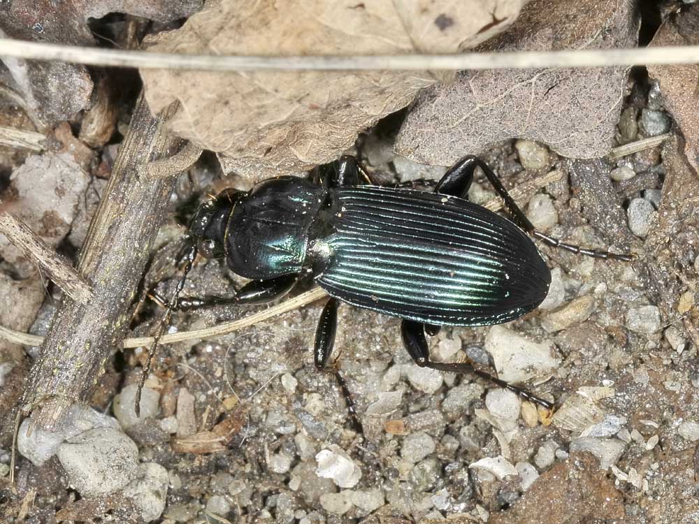 Poecilus? s, ancora P. lepidus gressorius